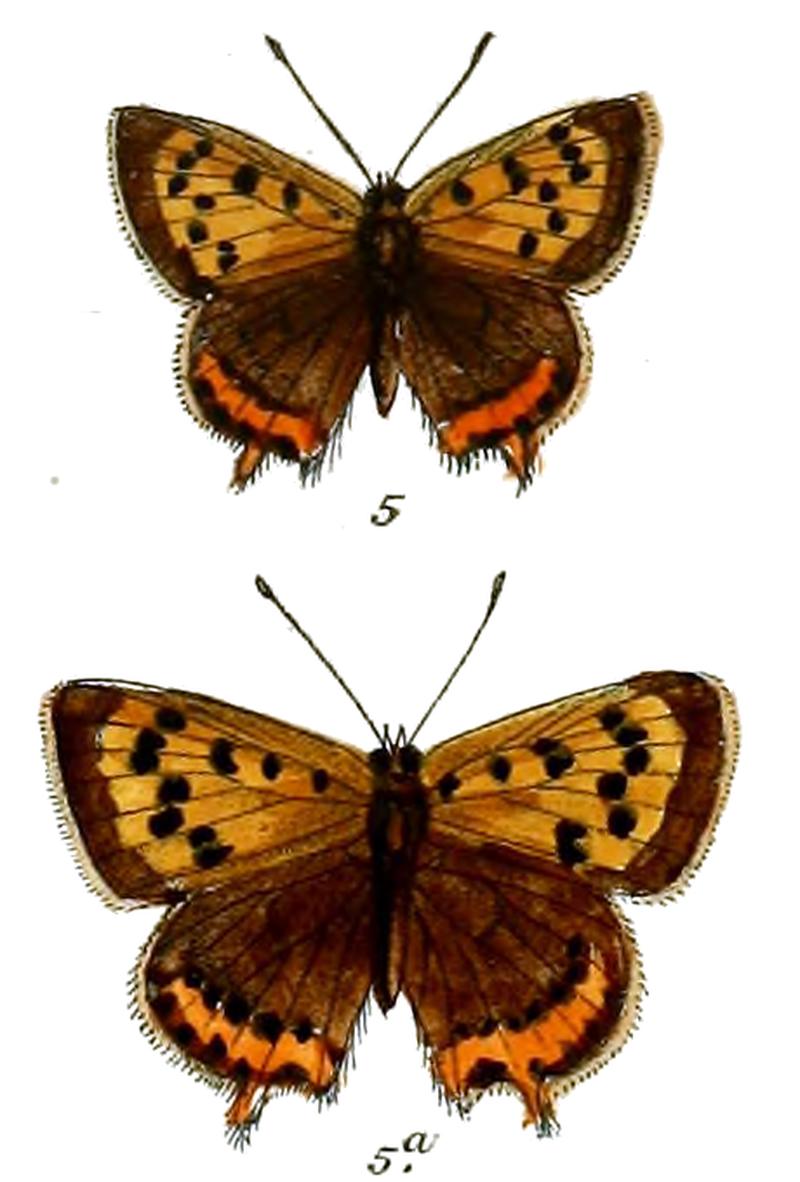 Chrysophanus stygianus
