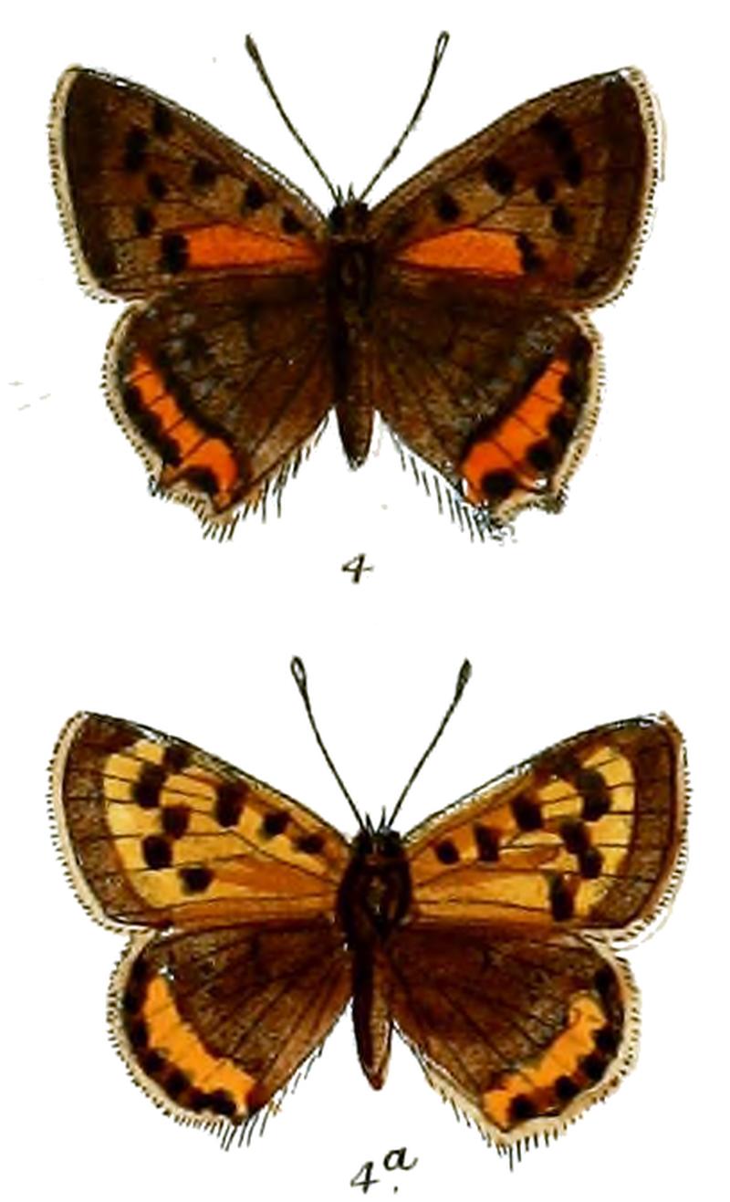 Chrysophanus timeus