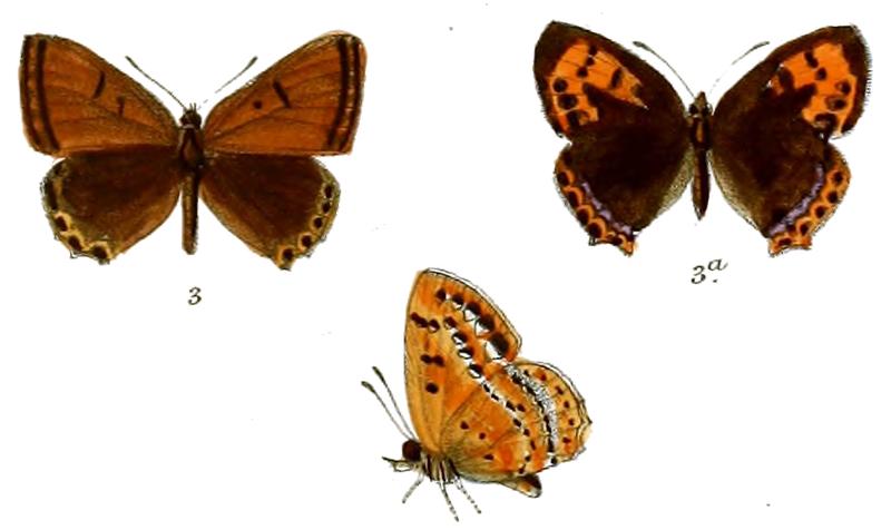 Chrysophanus tseng