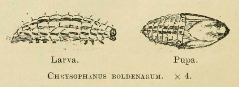 Chrysophanus boldenarum by W. G. Howes