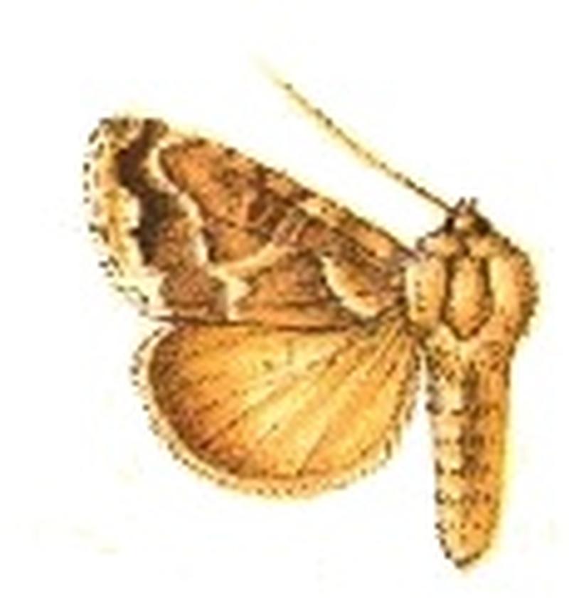 Chrysoptera morigera