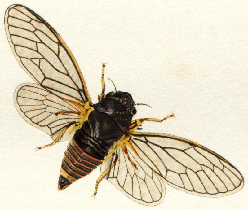 Cicadetta montana04