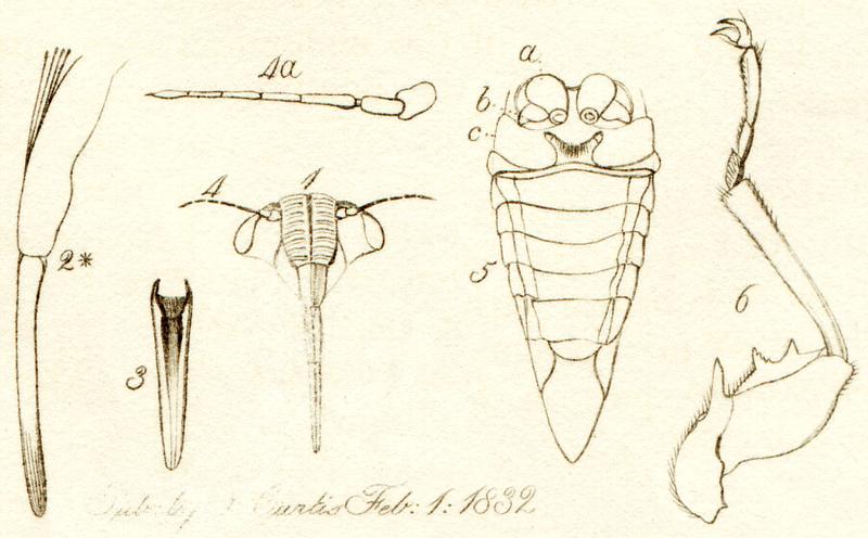 Cicadetta montana05