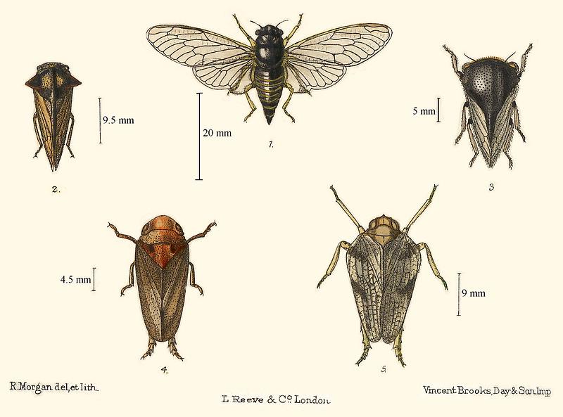 Cicadetta montana08