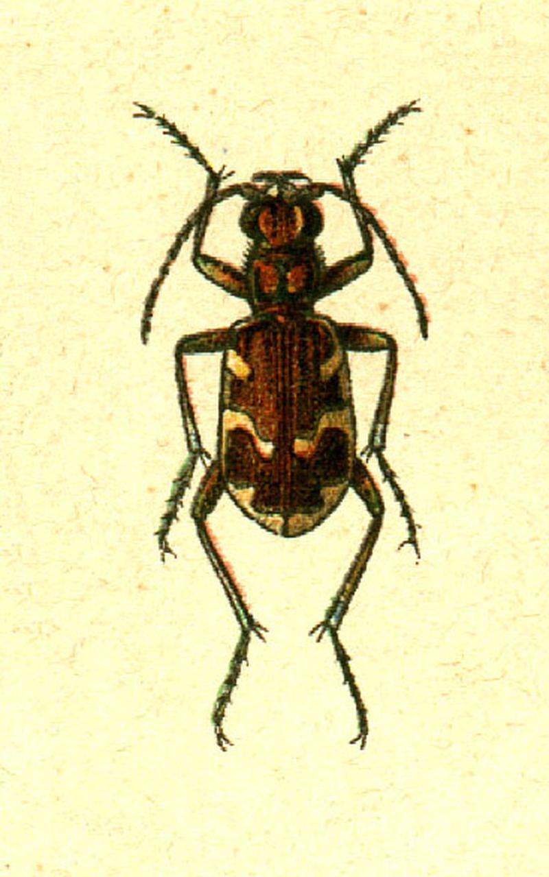 Cicindela hybrida jacobs