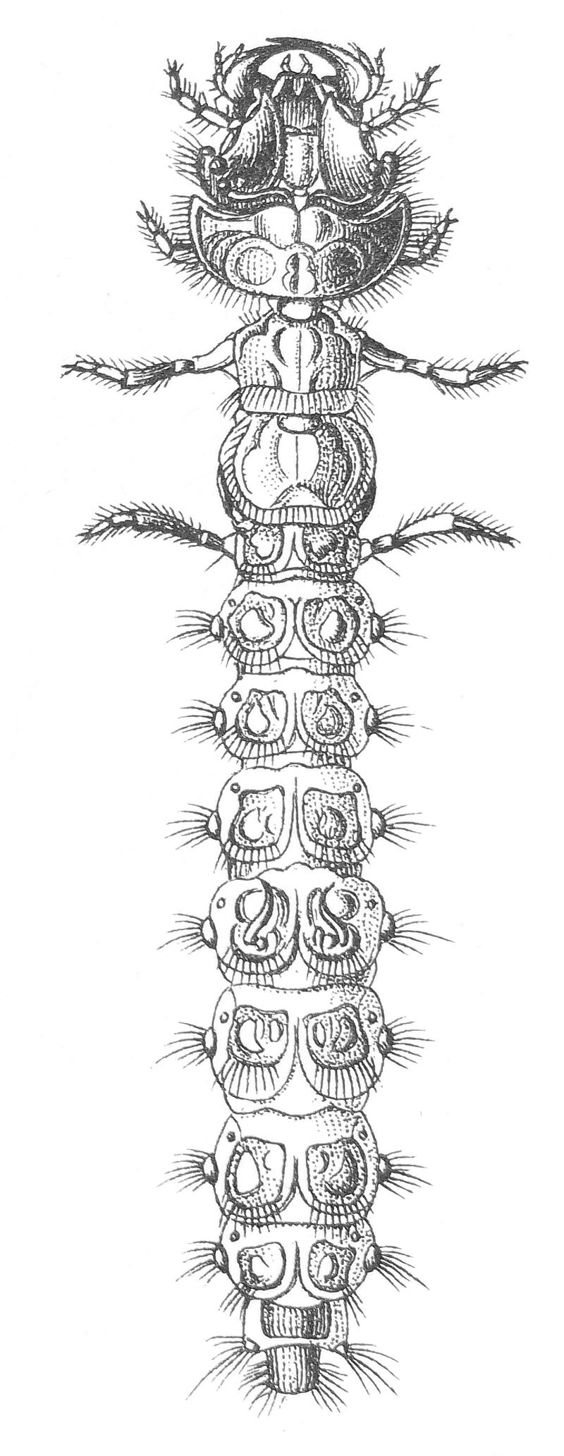 Cicindela hybrida larva2