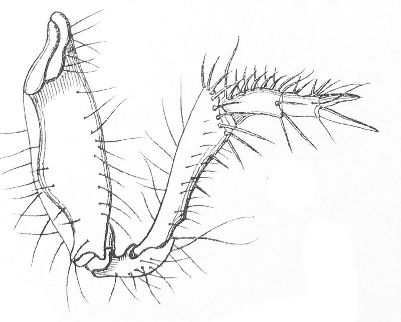 Cicindela hybrida larva5