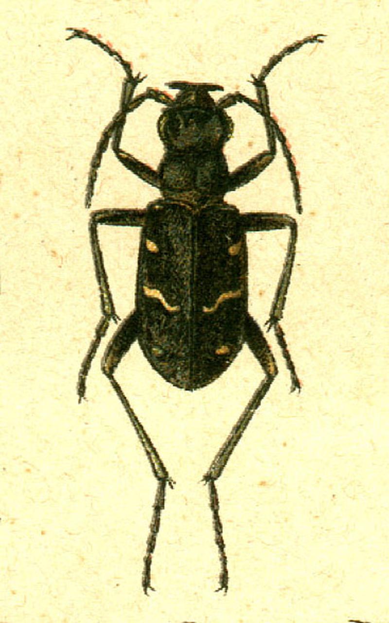 Cicindela silvatica jacobs