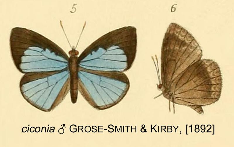 ciconia from Rhopalocera Exotica