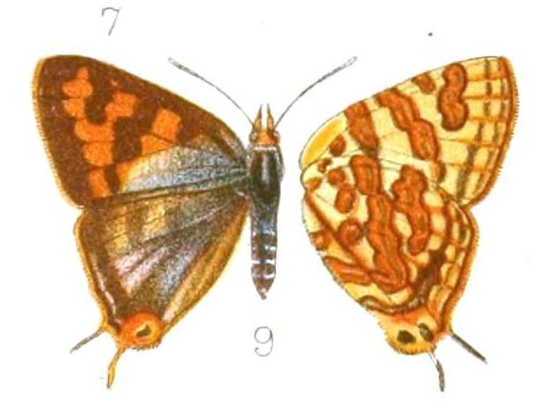 Cigaritis homeyeri, TransEntSocLondon1905PlateXIII