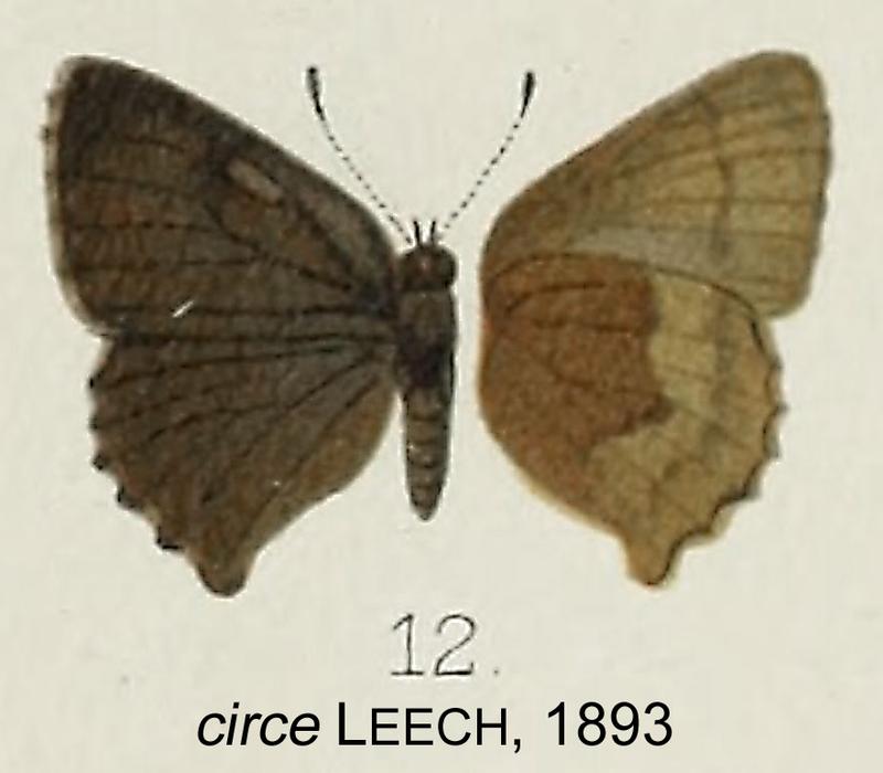 CirceLeech1893OD