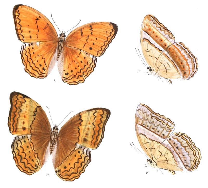 CirrochroaAnjira 367