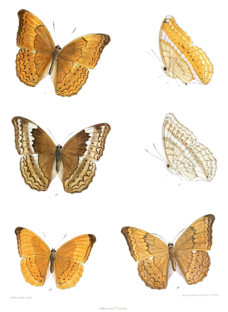 CirrochroaAoris 364