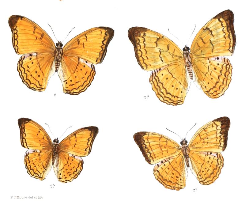 CirrochroaSurya 367