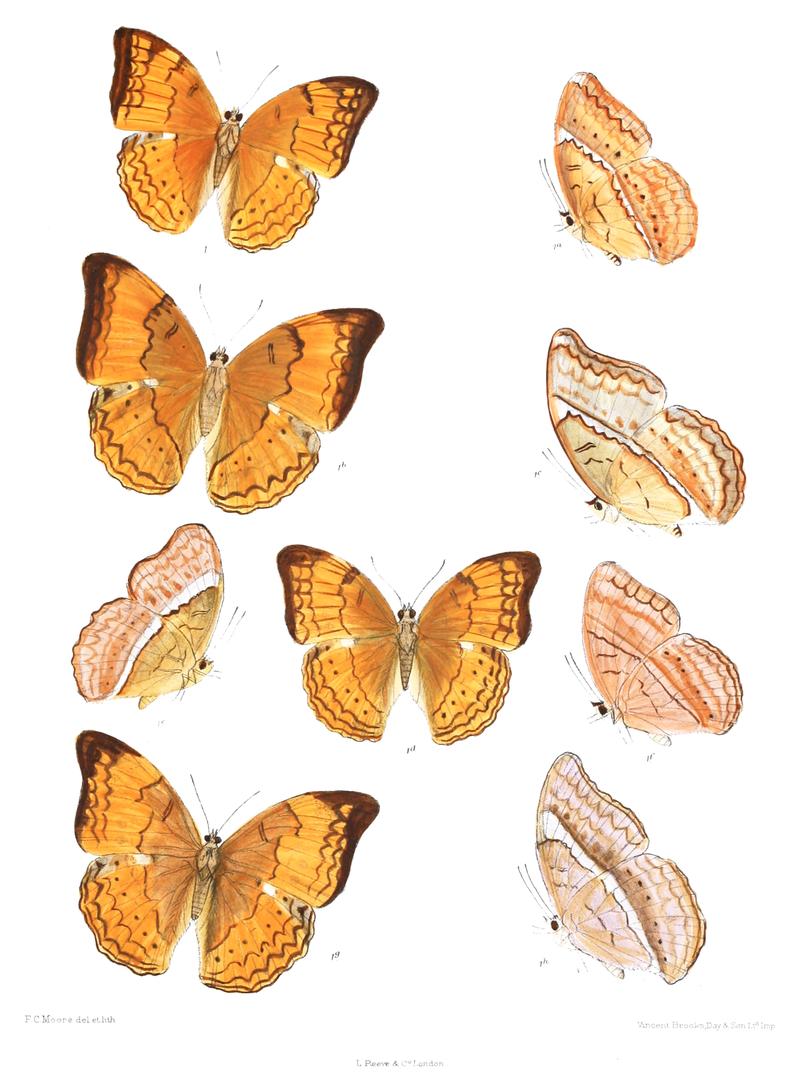 CirrochroaThais 268