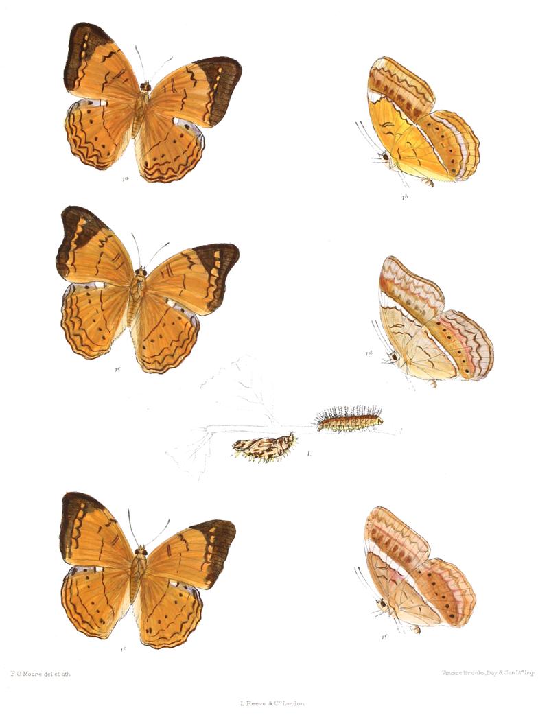 Cirrochroa lanka 369