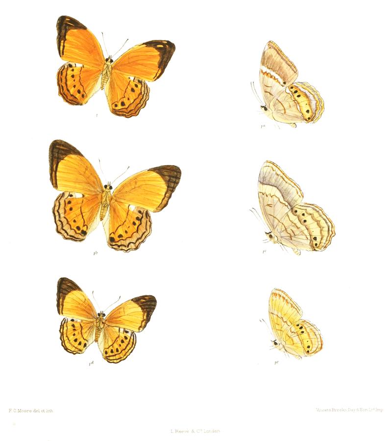 Cirrochroa nicobarica 370