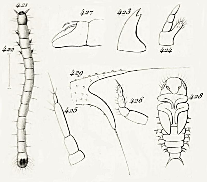 Clamoris crenata larva