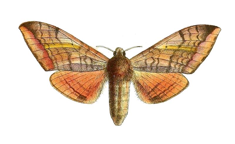 Clanidopsis exusta