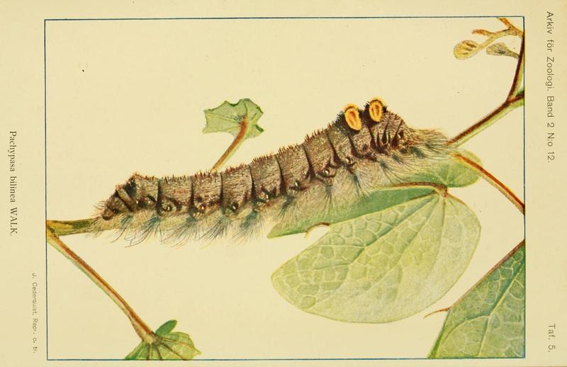 Cleopatrina bilinea (Walker, 1855)