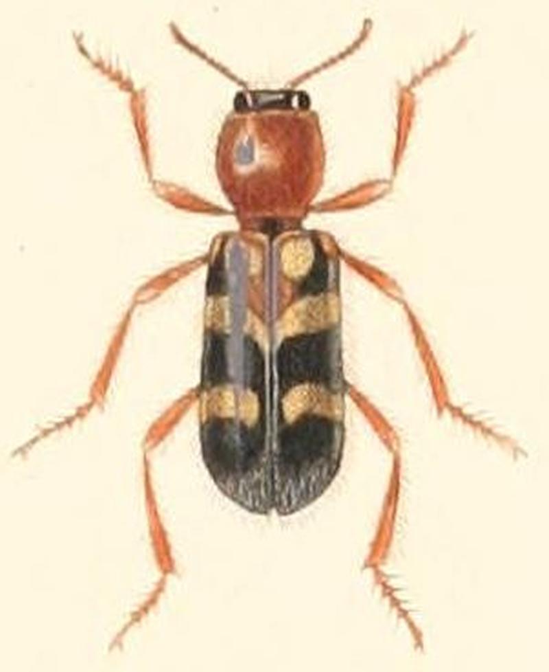 Clerus trifasciatus