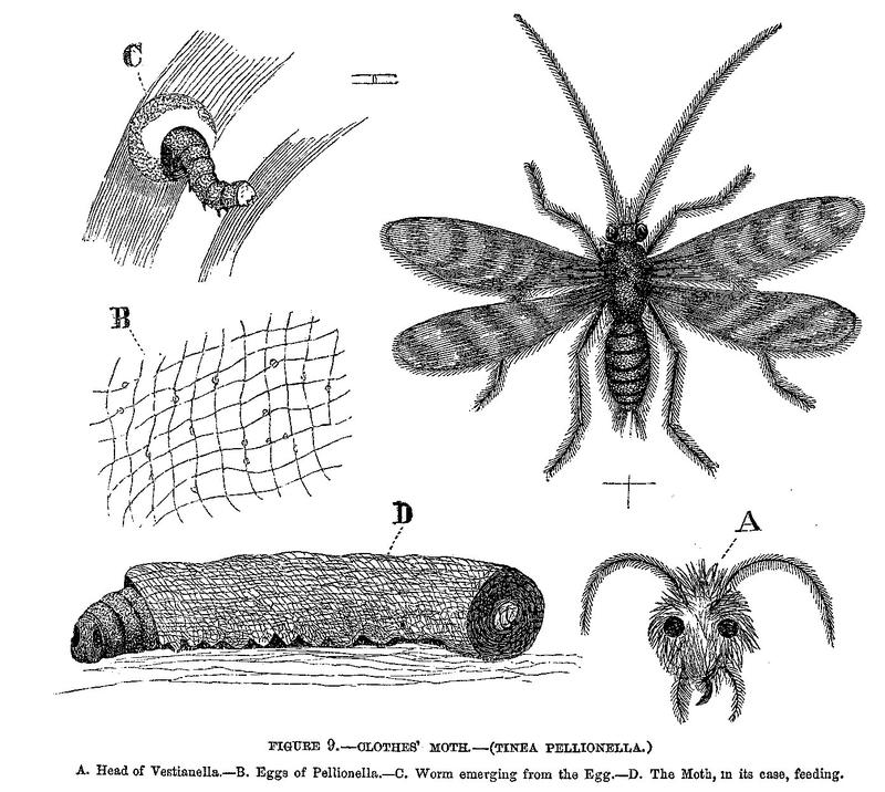 Clothes' moth (Tinea pellionella)