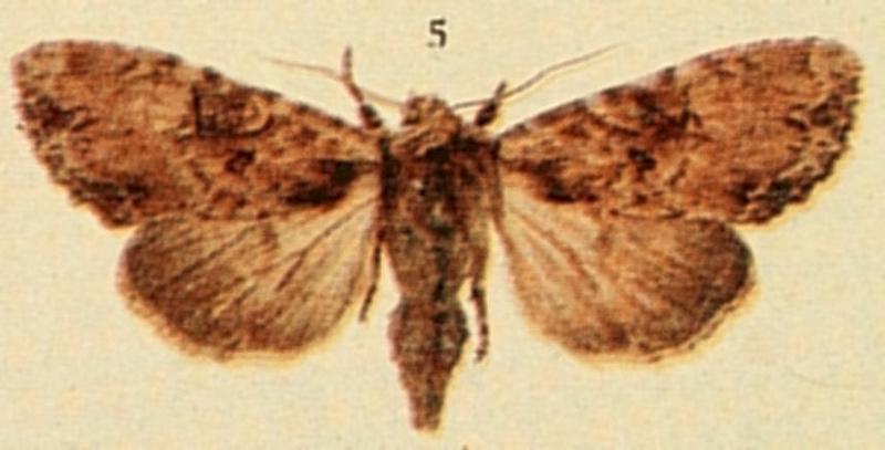 Clouded Brindle Moths of the British Isles