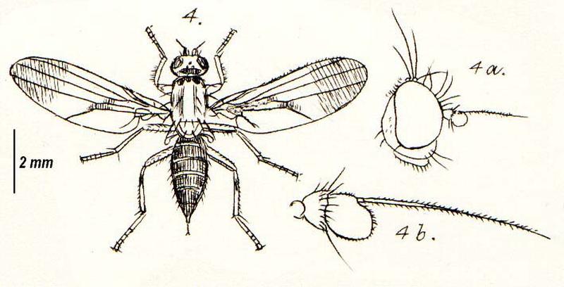 Clusiodes albimanus