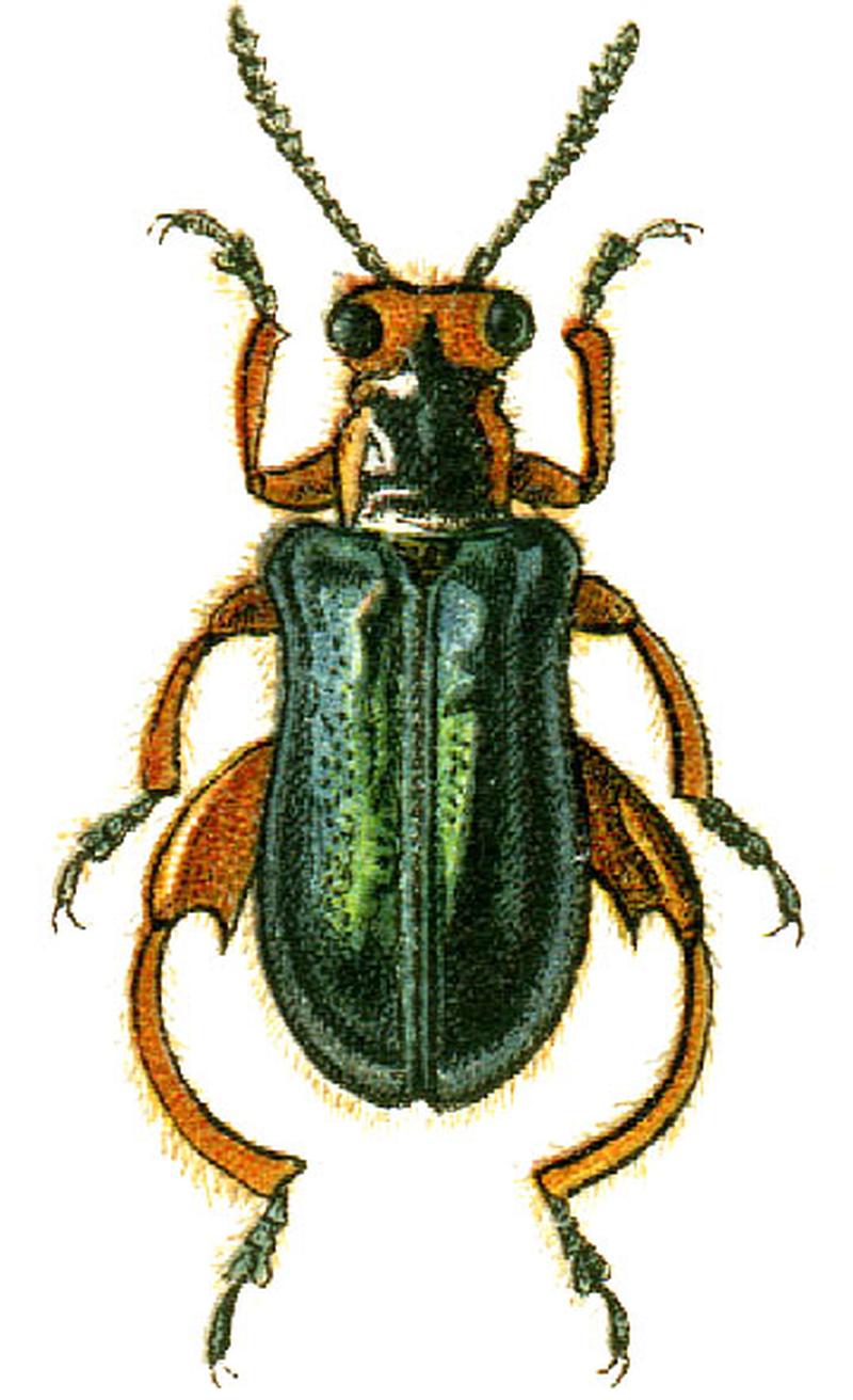 Clytraxeloma cyanipennis