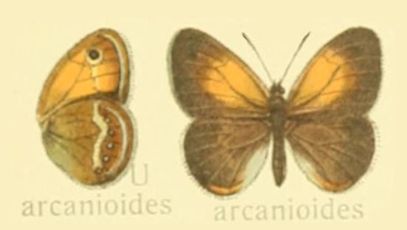 Coenonympha arcanioides- Seitz