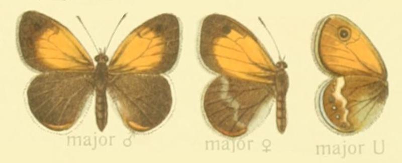 Coenonympha arcanioides f. major - Seitz