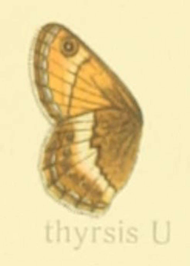 Coenonympha thyrsis - Seitz
