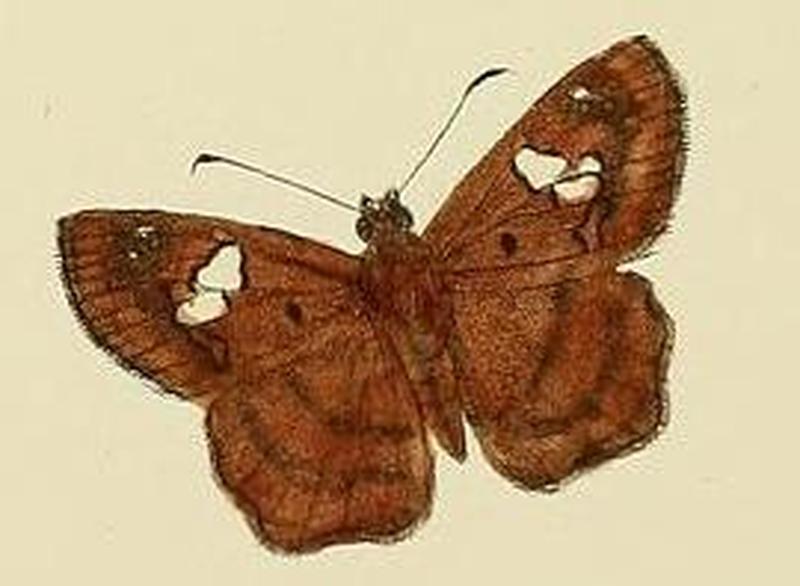 Cogia indrani tissa