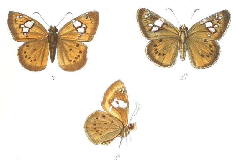 ColadeniaAgni 774 2 Knight