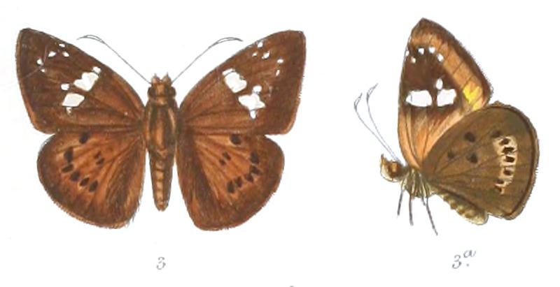 ColadeniaAgnioides 774 3 Knight