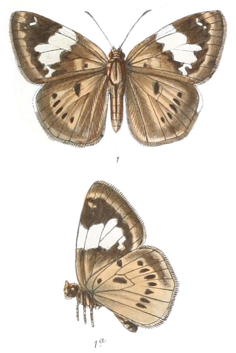 ColadeniaBuchananii 775 1 Knight