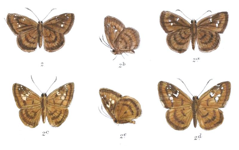 ColadeniaDan 773 2 Fitch