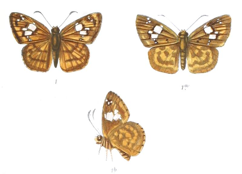 ColadeniaFatih 774 1 Knight