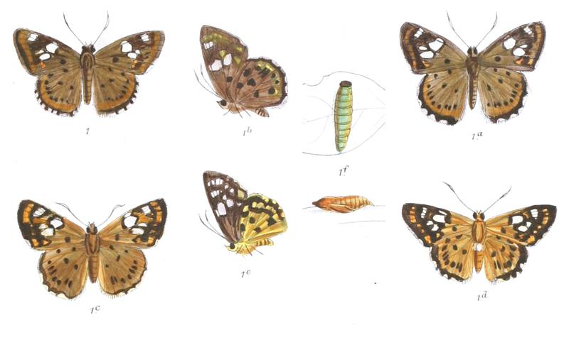 ColadeniaIndrani 773 1 Fitch