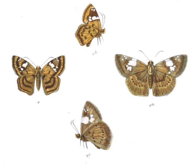 ColadeniaLaxmi 774 4 Knight