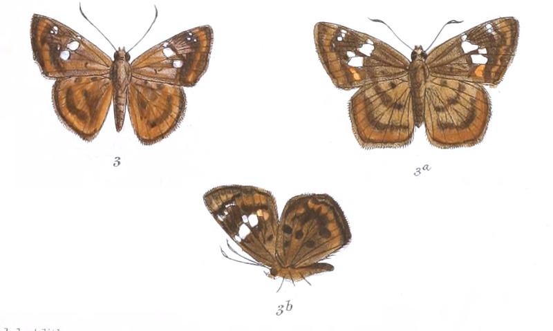 ColadeniaTissa 772 3 Fitch