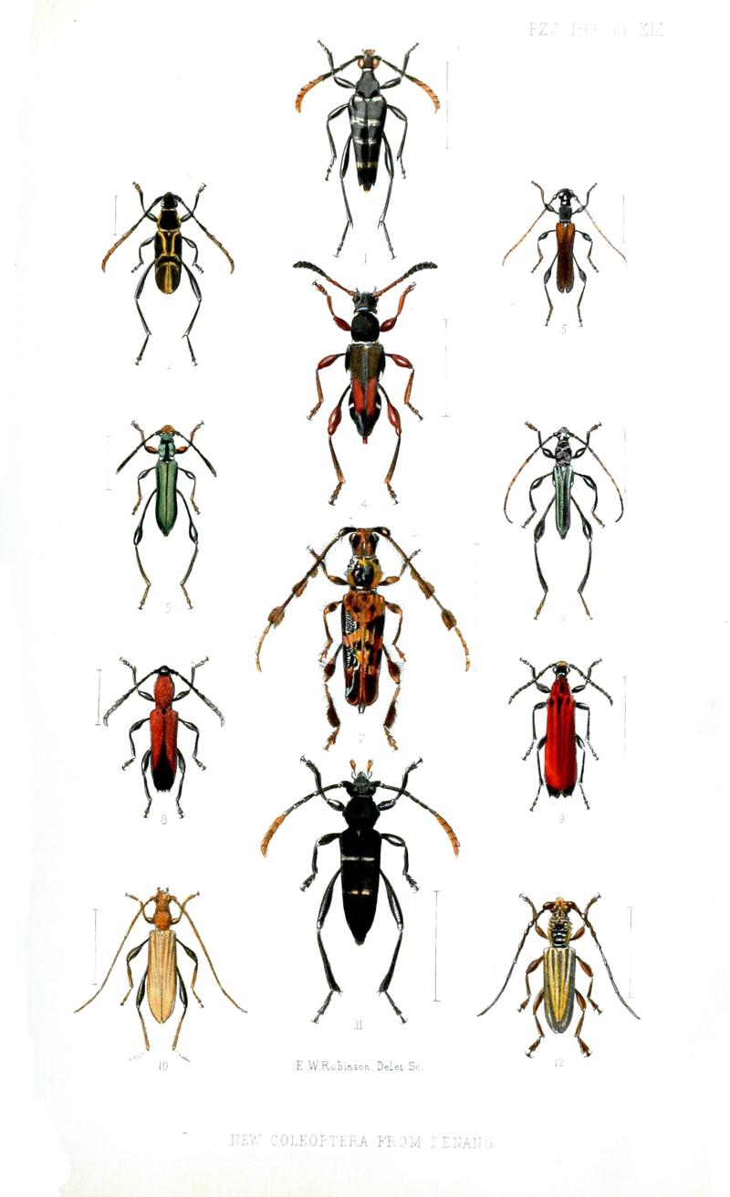 Longhorn beetles from Penang