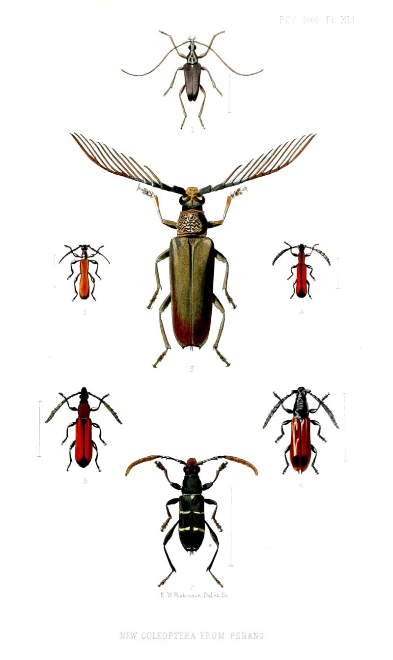 Longhorn beetles from Penang