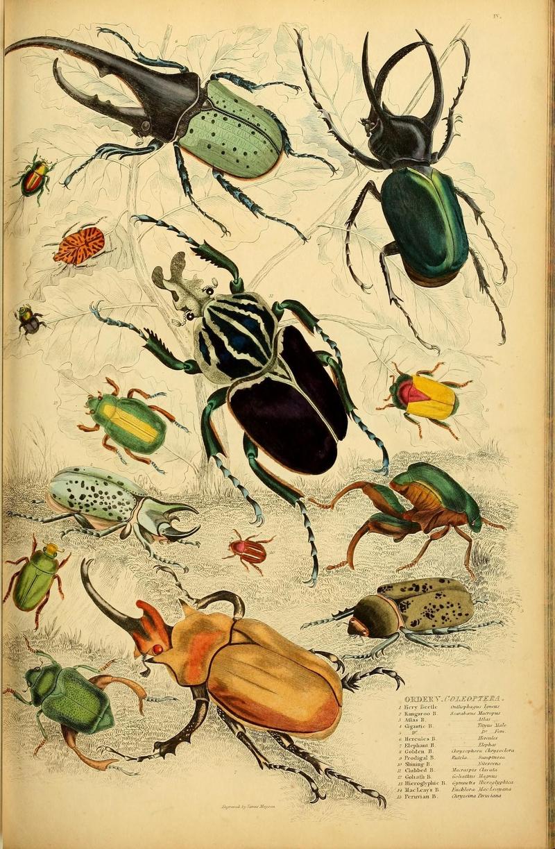 Coleoptera (51281926673)