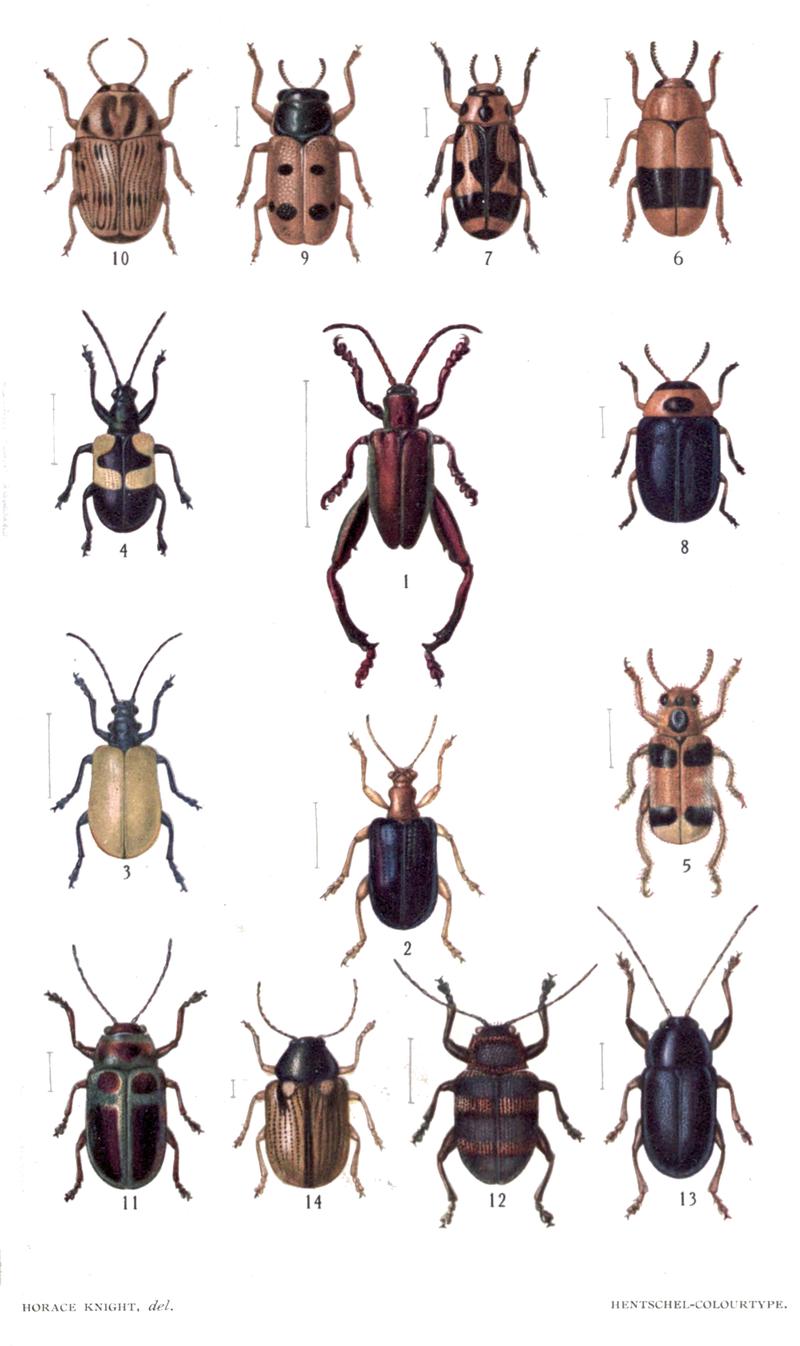 Coleoptera BHL18157147