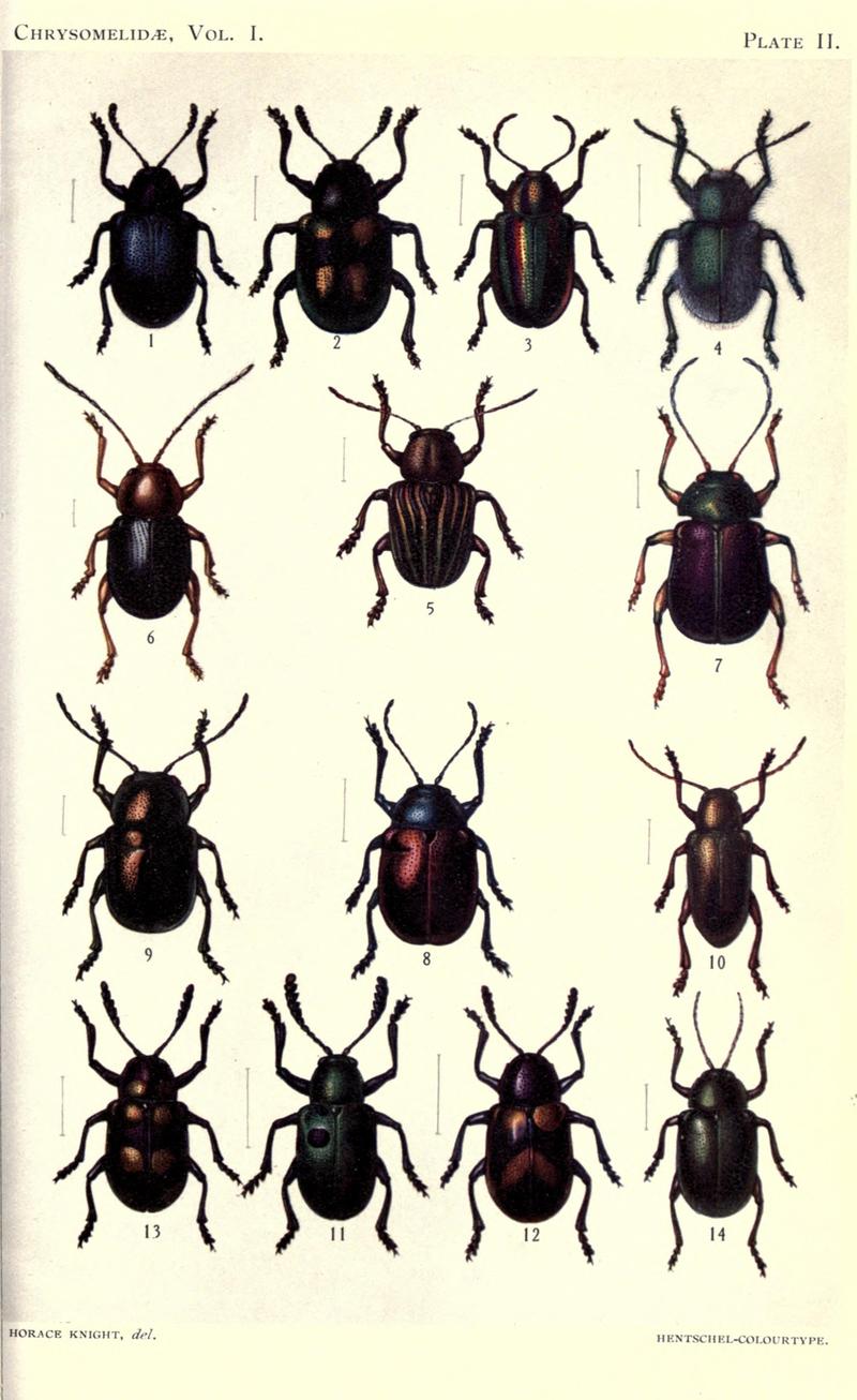 Coleoptera BHL18157151