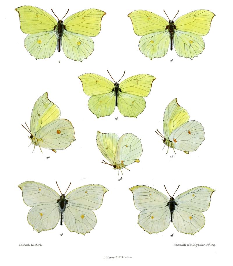 Colias nepalensis