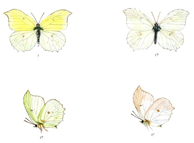 Colias zaneka