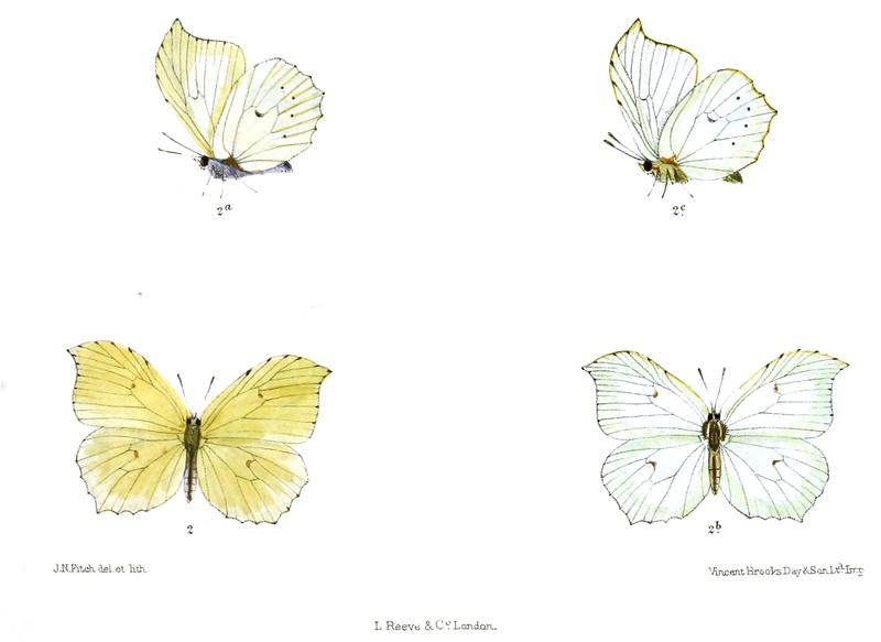 Colias zanekoides