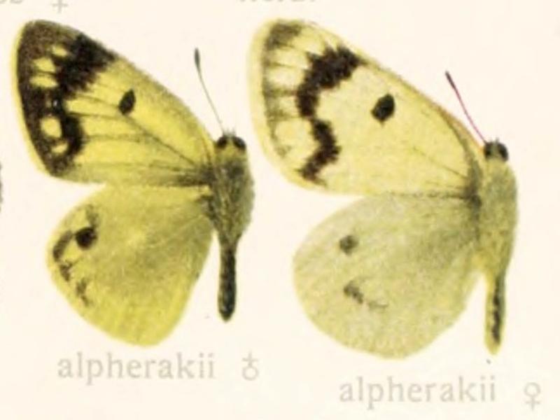 Colias alpherakii